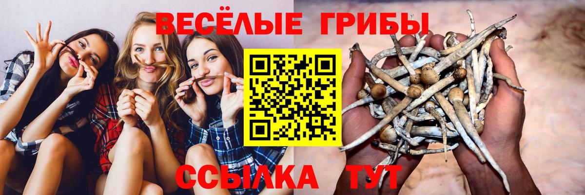Дубна  Галлюциногенные грибы Psilocybine cubensis  Вход с VPN 